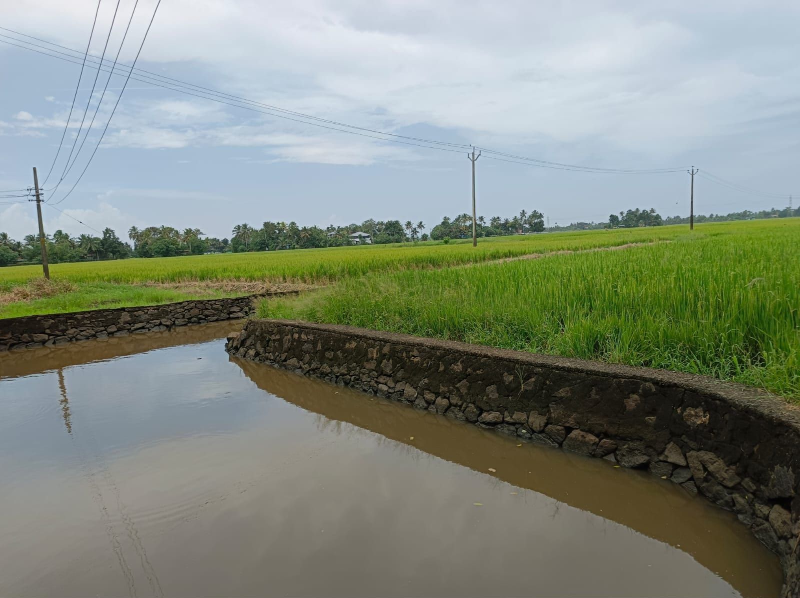Canal running beside green paddy fields in Kuttanad